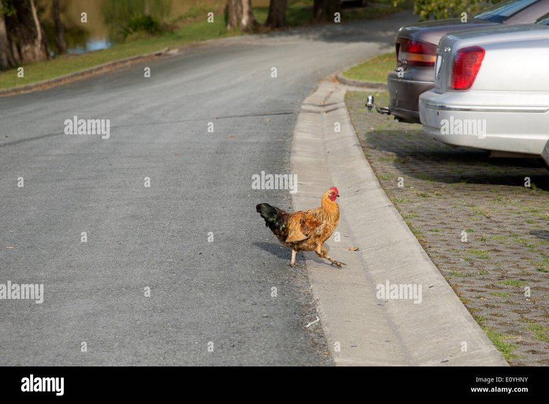 Chicken road romania, chicken road slot Chicken road romania, chicken road slot